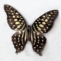 Tailed jay Graphium agamemnon